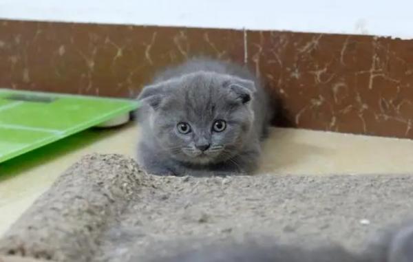 2～3月龄小猫会得狂犬病吗？-1