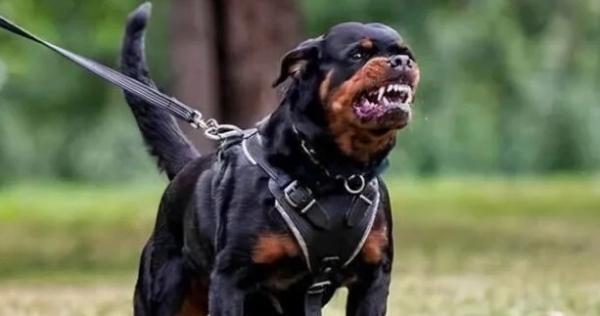 成都最新禁养犬名单-图1