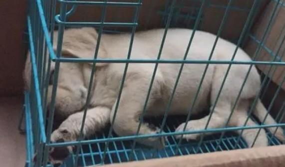 狗关笼子叫累了会停吗-图1