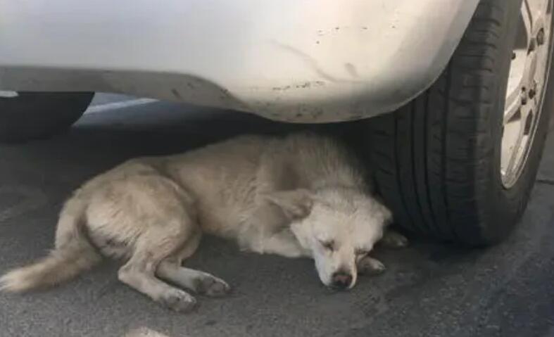 狗狗被车撞了脊椎断了-图1