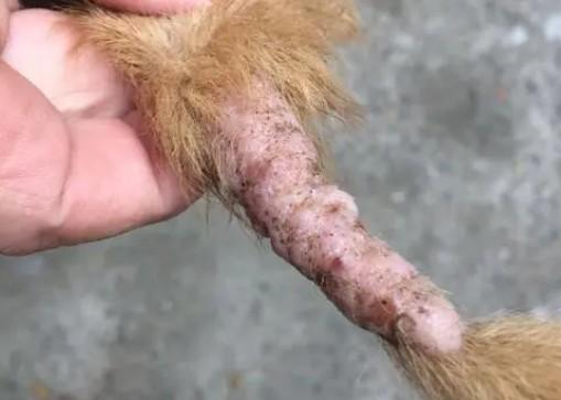 狗狗尾巴根部有结痂硬块-图1
