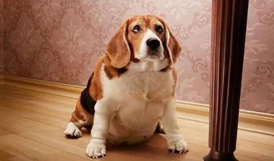 狗狗肋骨下面一碰就痛