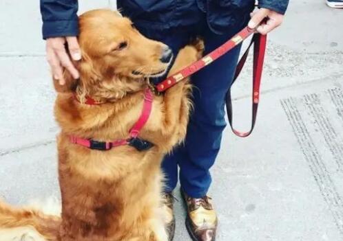 狗狗为什么抱腿耍流氓