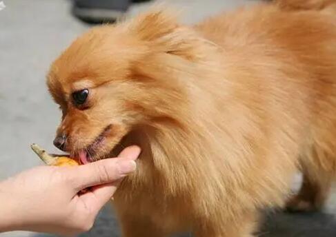 狗狗吃发霉食物中毒症状
