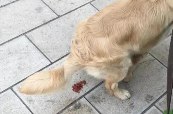 狗狗拉血第二天就死了