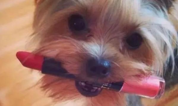 狗狗为什么流口水