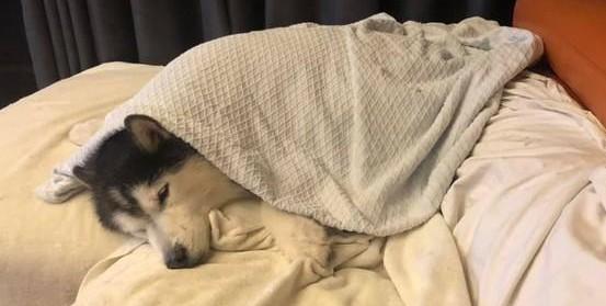 狗狗为什么把被子拽到地上呢