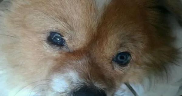 犬瘟狗狗眼睛的变化