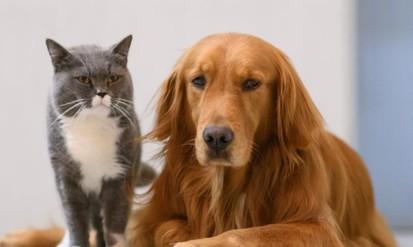 狗狗喜欢猫猫什么原因呢-图1