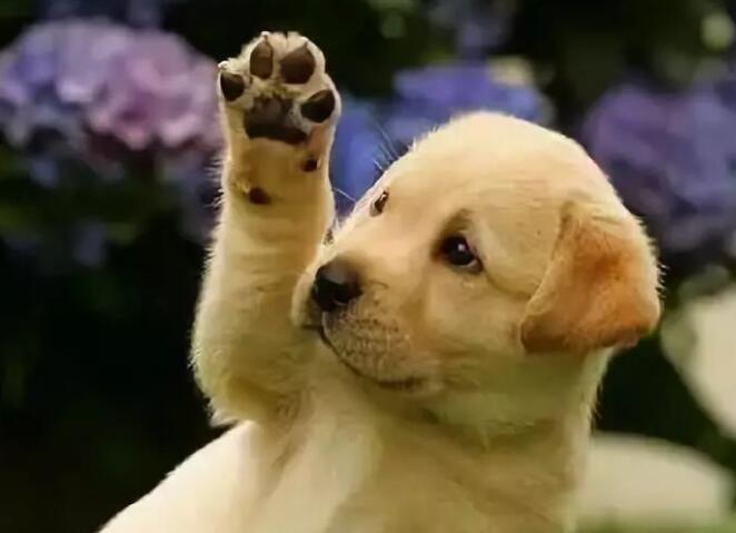 狗狗为什么脚臭呢