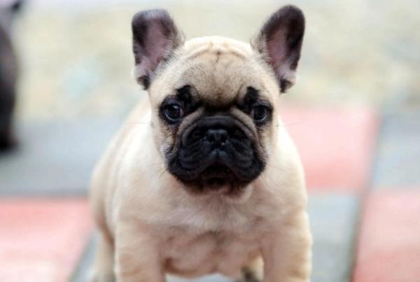 幼犬2个多月5斤算中型犬吗-图1
