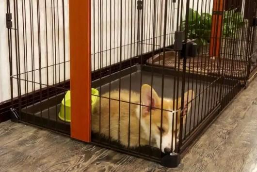 幼犬狗笼子怎么布置-图1