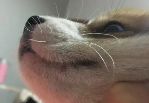 狗嘴旁边长了个凸起包