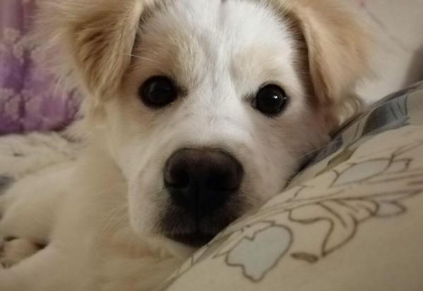 狗狗从腹部一抽一抽还呕吐