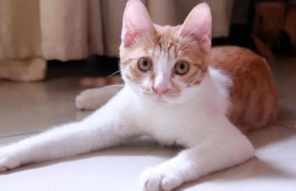 该不该给母猫留一个小猫-图1