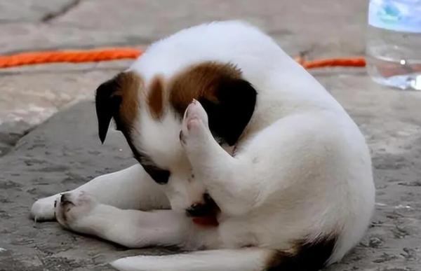 公犬尿道口黄脓吃什么药-图1