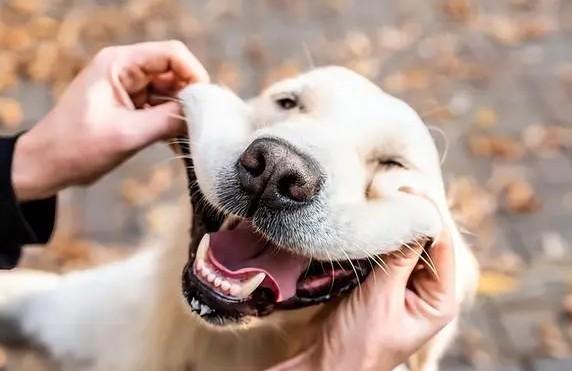 狗狗知道自己过得幸福吗