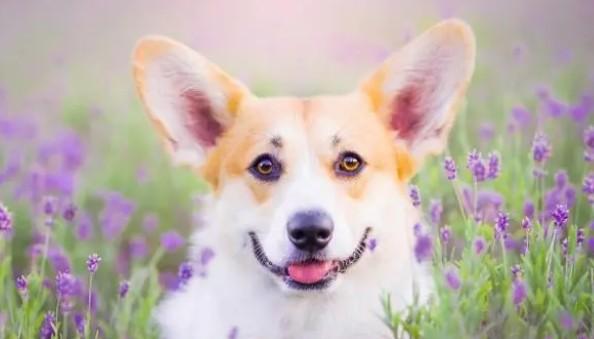 小型家养宠物犬有哪些-图1