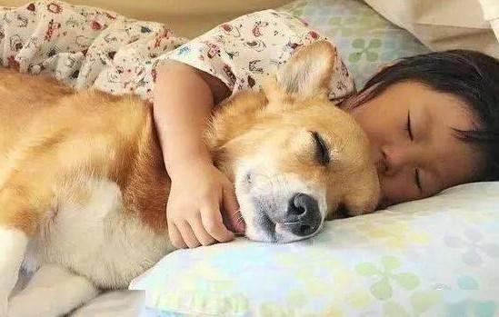 狗狗和人分开睡会难过吗-图1