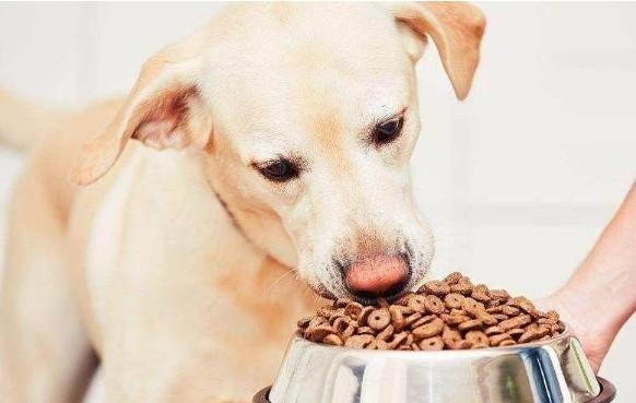 家里如何喂狗肉狗粮