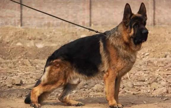 中华麒麟犬是什么狗种-图1
