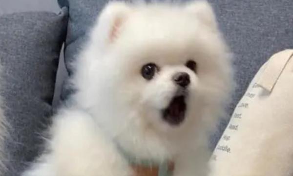夜晚狗叫是不是地震征兆