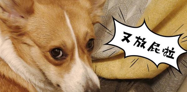 狗经常放屁没有声音但是很臭怎么办-图1
