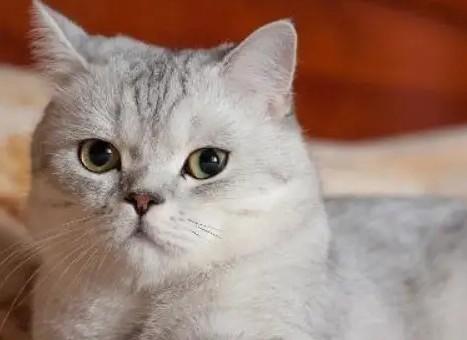 猫羊水破了第二天才生正常吗-图1
