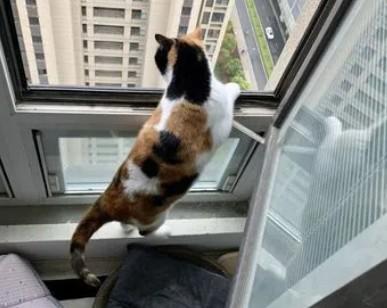 猫养在阳台上可能会热死