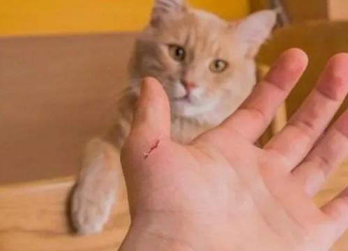 猫咬人以后半个月死了什么原因-图1