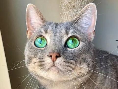 猫眼睛外圈黄内圈绿的美丽景象及其健康暗示-图1