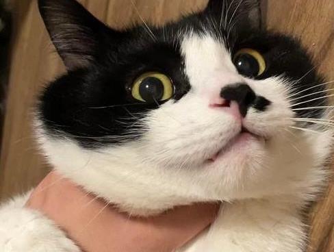 猫亚科有哪些动物-图1