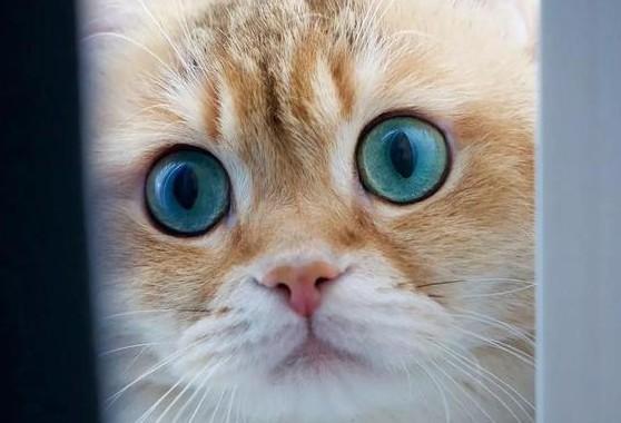 猫眼睛颜色大全-图1