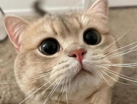 猫一个劲的嗷嗷叫是为什么原因-图1