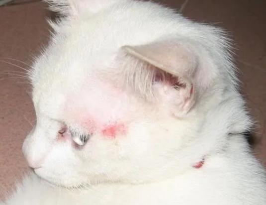 猫一撮一撮的掉毛带痂怎么办