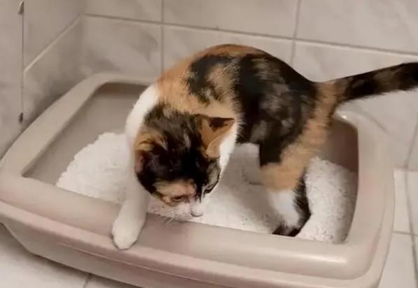 猫突然开始不埋屎了-图1