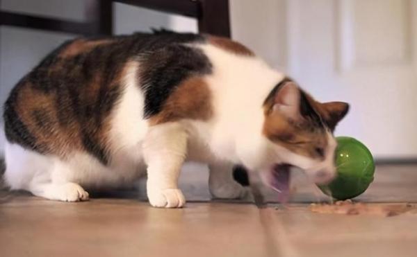 猫一吃就吐精神还好怎么办-图1