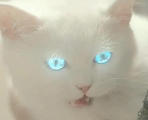 猫妖真的存在吗?-图1