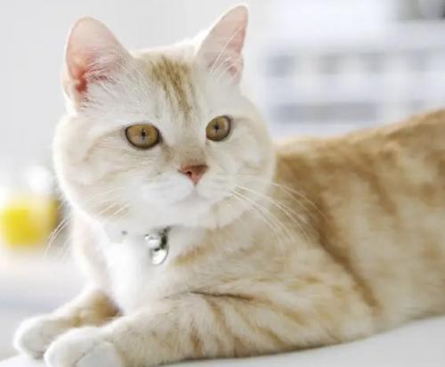 猫咬伤口的特点