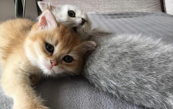 猫养一公一母风水好吗-图1
