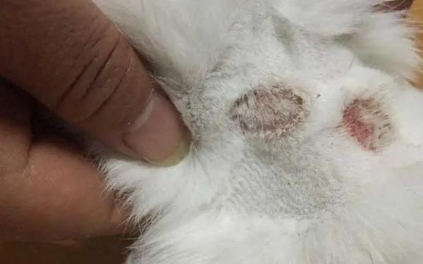猫藓传染到人身上会有什么症状