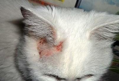 猫藓买什么药膏涂抹