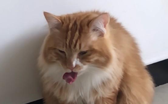 猫连打十几个喷嚏-图1