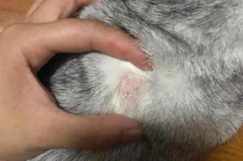 猫藓结痂长什么样子-图1
