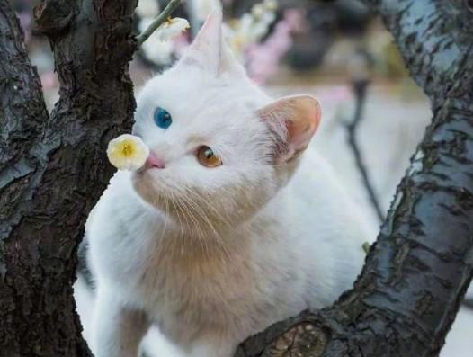 猫仙转世为人的特征-图1
