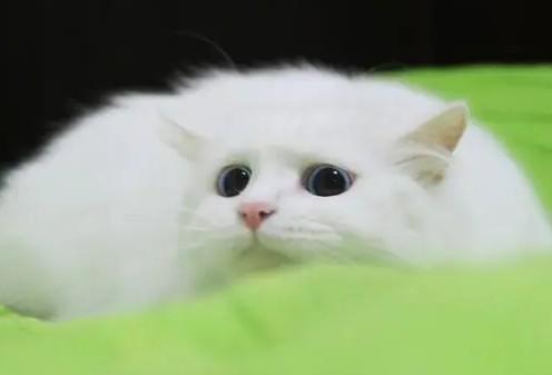 猫羊水破了一天一夜还没有生怎么办-图1