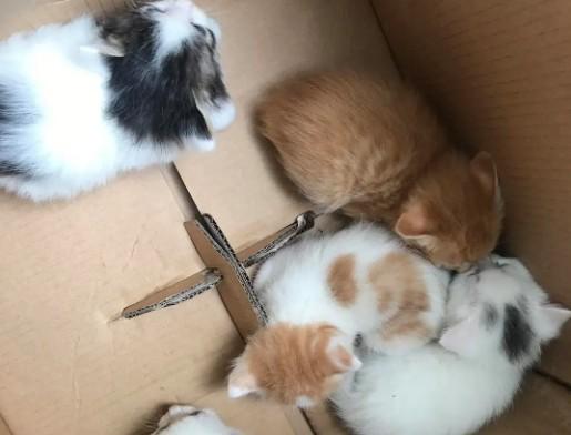 30℃猫会热吗