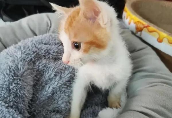 30度要给猫开空调吗-图1