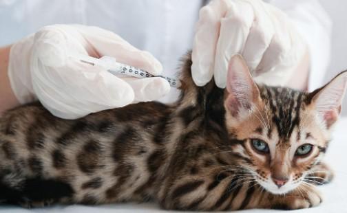 两个月的小猫能打疫苗吗-图1