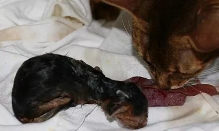猫羊水破了10个小时还不生怎么办